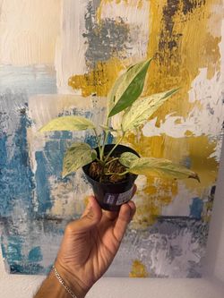 Rooted Epipremnum Pinnatum 'Albo Variegata' (Albo Dragon Tail / Variegated Aroid)