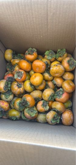 Organic persimmons 3 for $1.00