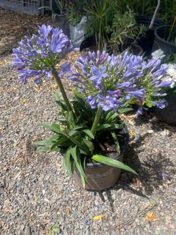 Agapanthus plant