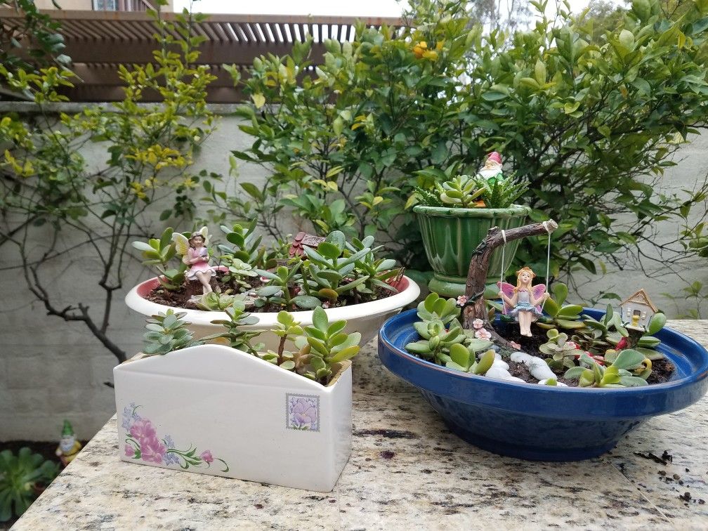 Fairy Gardens & Succulents