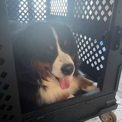 Impact Dog Crate 