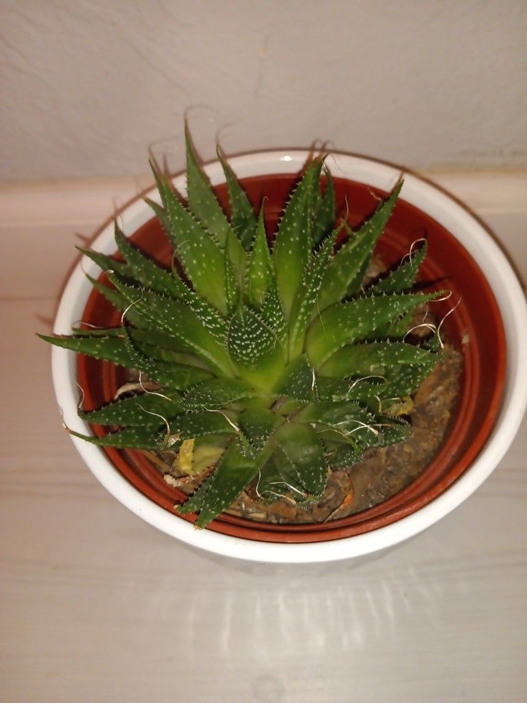 SuccUlents
