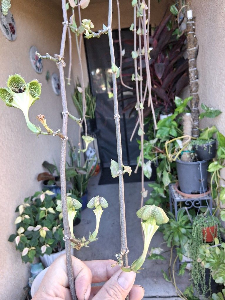 RARE Blooming Parachute Plant $55