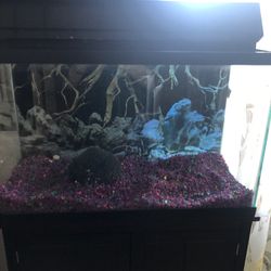 Fish Tank