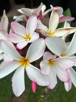 Gardenia Plumeria with blooms