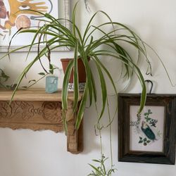 Large Spider Plant w/ Babies – Hanging or Shelf Ready 🌿