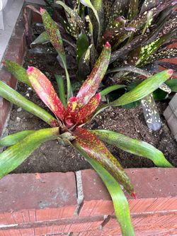 Bromeliad Neoregelia Marmorata