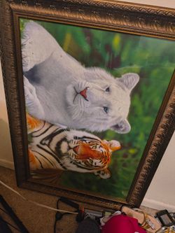 Tiger picture
