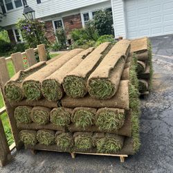 fresh sod 