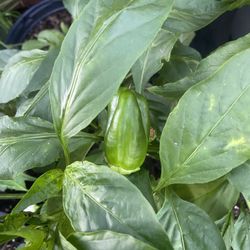 Bell Pepper Plants
