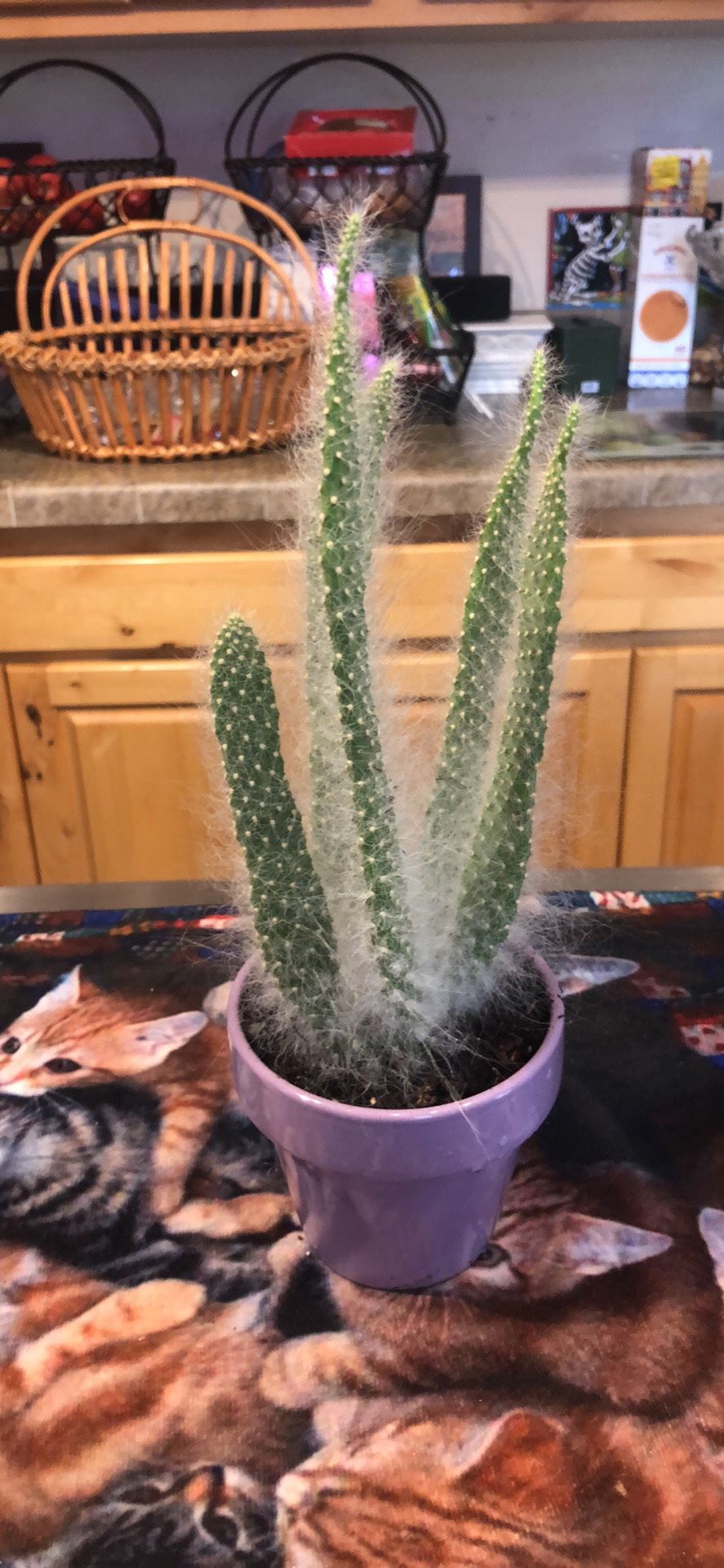 Fuzzy Cactus