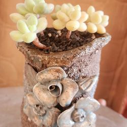 Plant Sale Today San Lorenzo FROM 1:30 To 5pm  Today Sunday