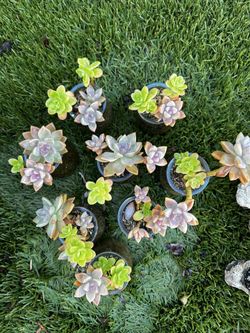 succulent arrangements 