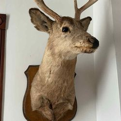 Animal Mounts 