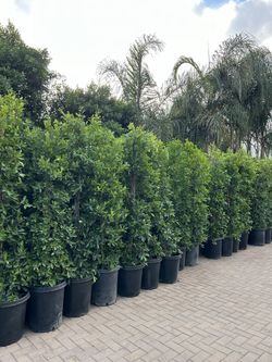 Ficus for Privacy Hedges