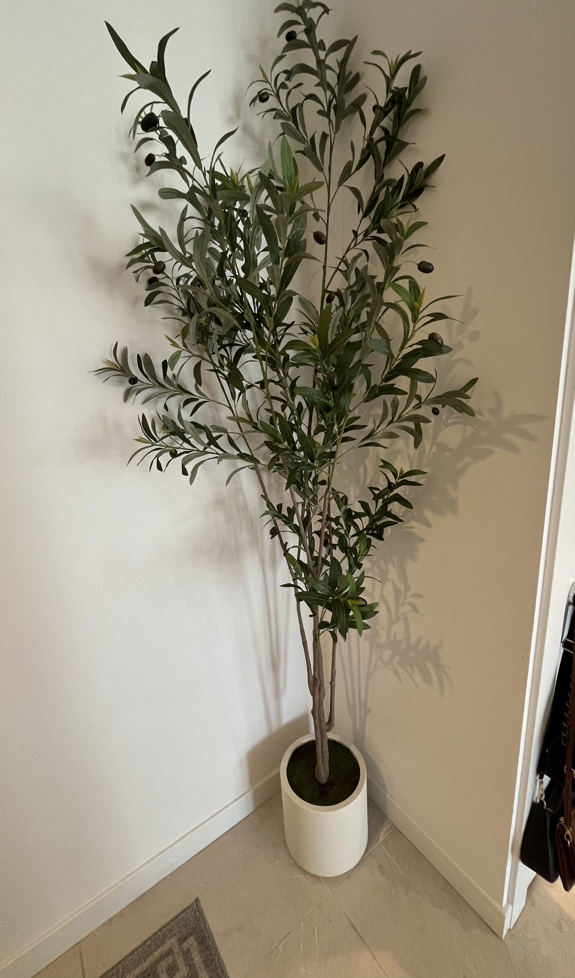 Olive Tree 7ft w Ceramic Pot