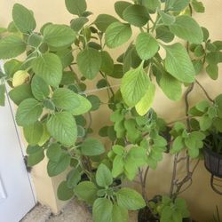 Large Oregano Plant