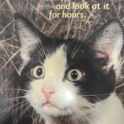 Cat Picture In Frame