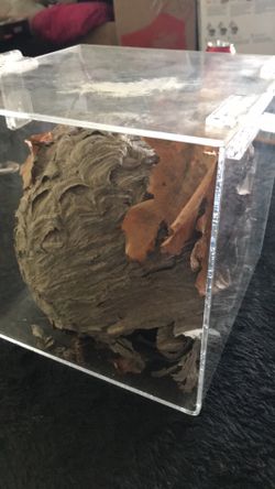 Preserved Hornets Nest 