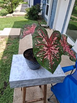 Live Garden Plant