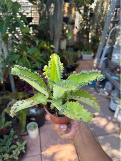 Mother of Thousands Succulent (Kalanchoe daigremontiana)