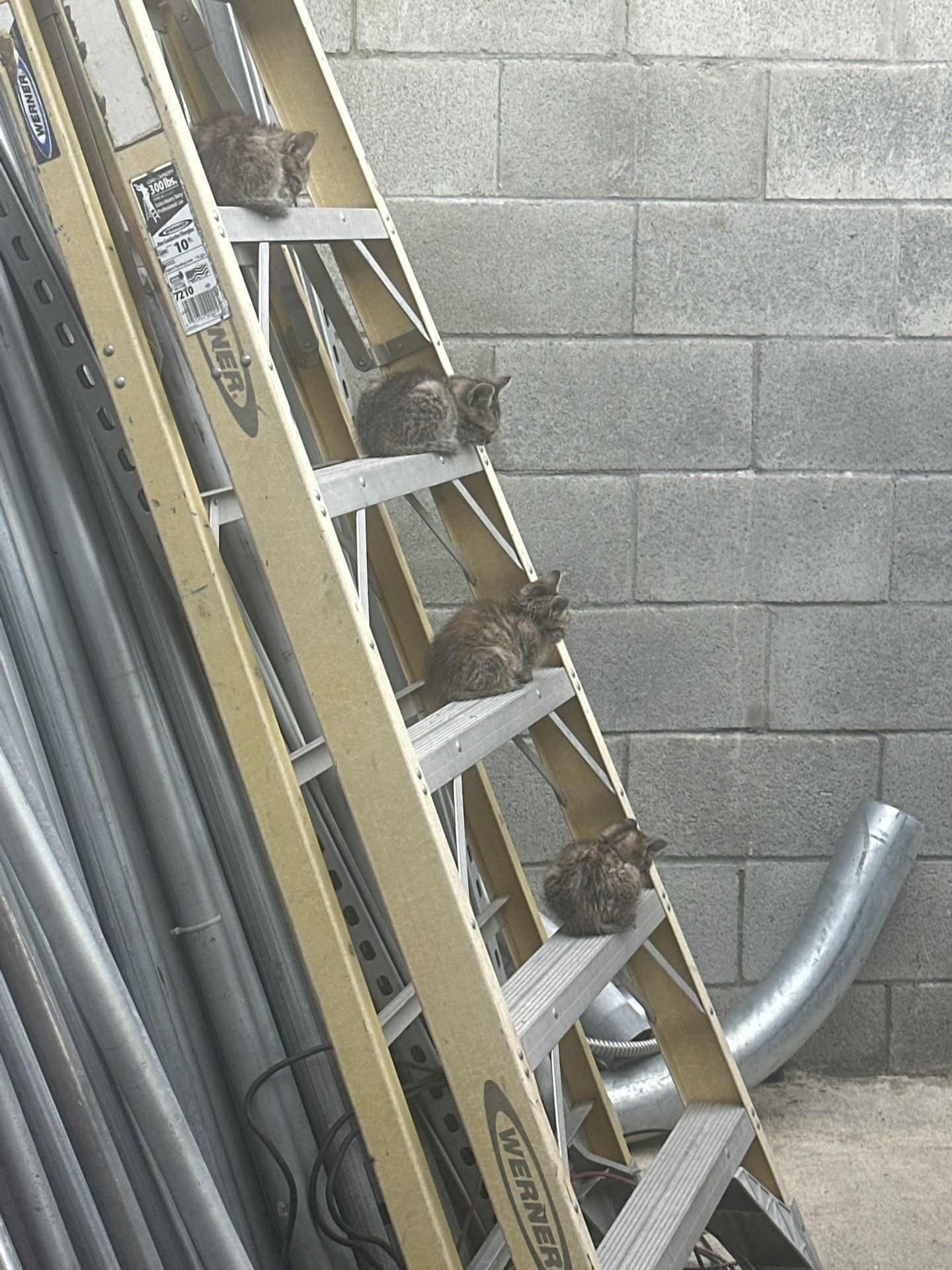 Free Ladders🐱