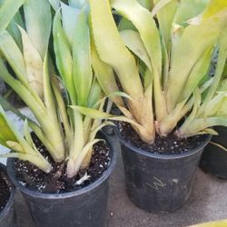 Bromeliad - Queen's Tears Bromeliad