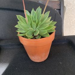 Succulent Plant In Terra Cotta Pot