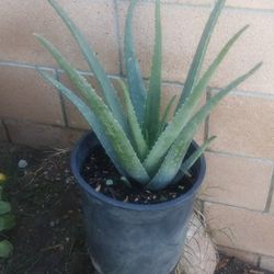 ALOE VERA SAVILA  PLANT