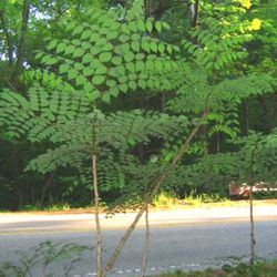 Aralia Spinosa Aka Devils walking Stick Trees