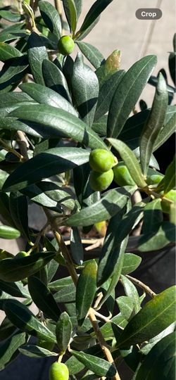 OLIVE TREE FULL OF FRUIT