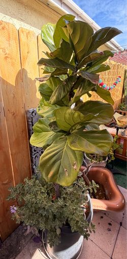 Fiddle leaf fig tree 5 feet