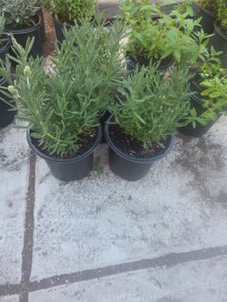 French Lavender plant
