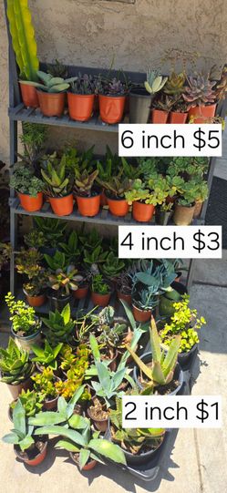 Succulent Plants