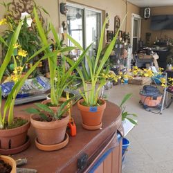 Cheap Orchids Terracota w/Saucer $20