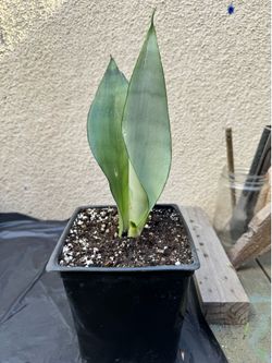 Moonshine snake plant