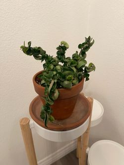 Hoya Hindu Rope in 6" terracotta pot.