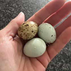 Chicken Eggs