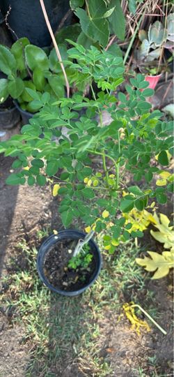 Moringa también tengo hojas secas