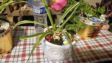 Mini Garden With Natural Succulents / Mini Jardín Con Suculentas Naturales 