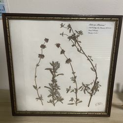 Pressed Plant In Frame Nature Wall Art Decor
