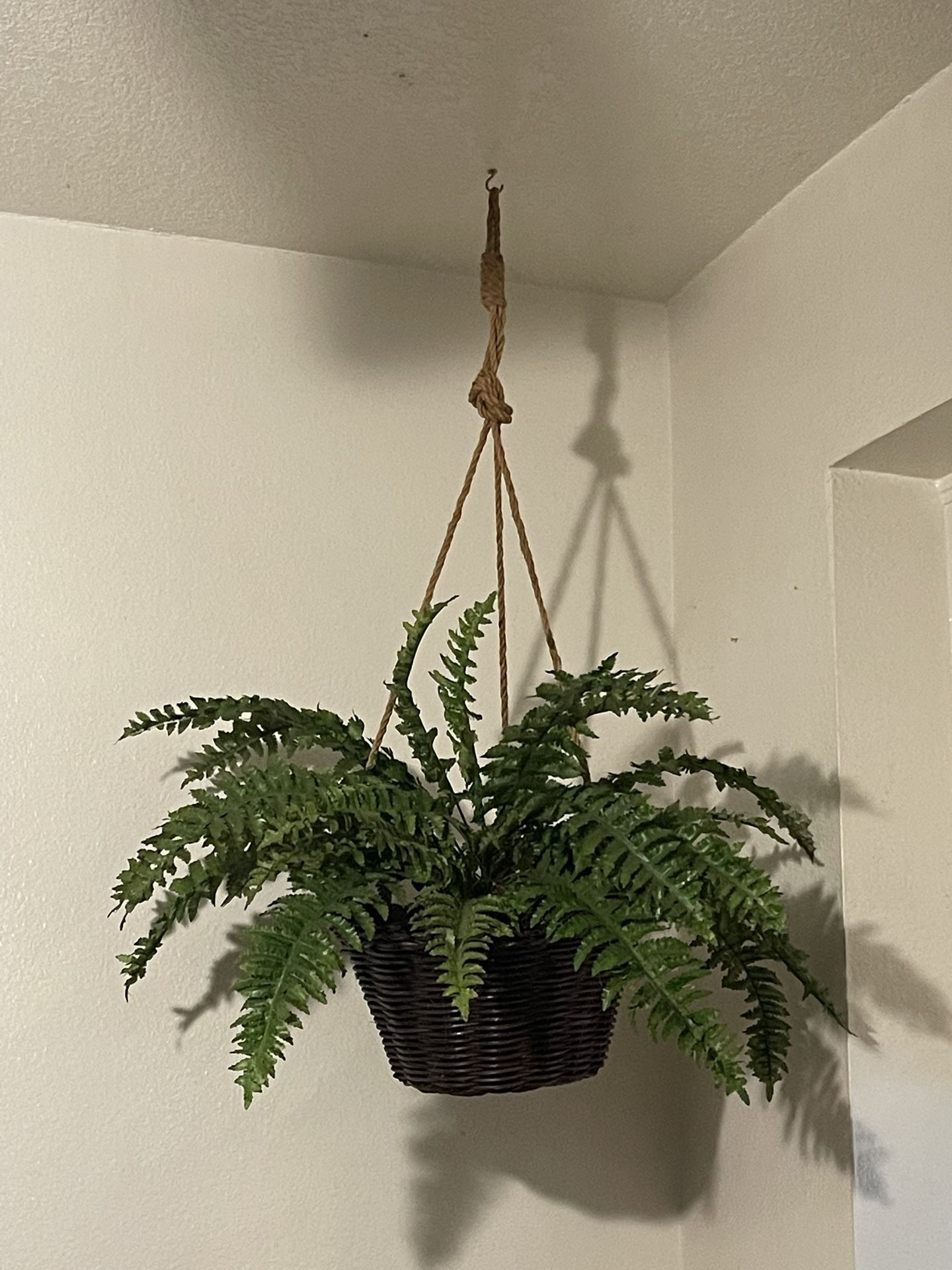 $10 Dollars Fake Plant