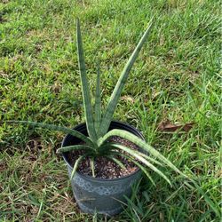 Sansiveria cylindrica(Starfish)