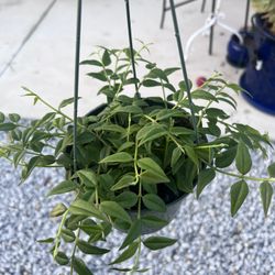 Hoya Bella Plant