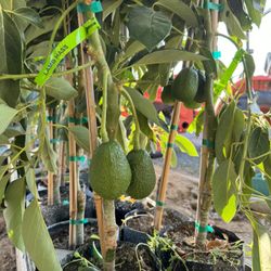 Avocado Trees