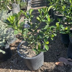 5 Gallon Gardenia Bush