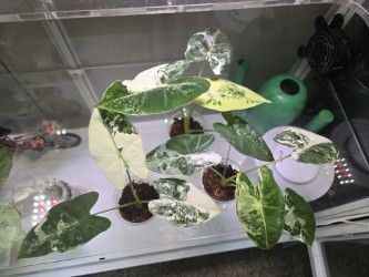 Alocasia Frydek (Corm-grown)