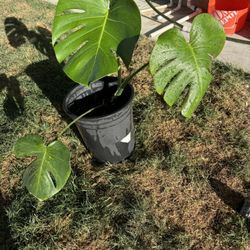 Monstera Deliciosa Plant (3 Leaves) $25