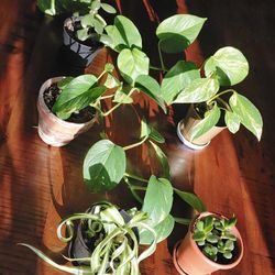 Hawaiian Pothos