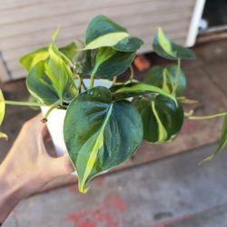 Philodendron Brasil Houseplant